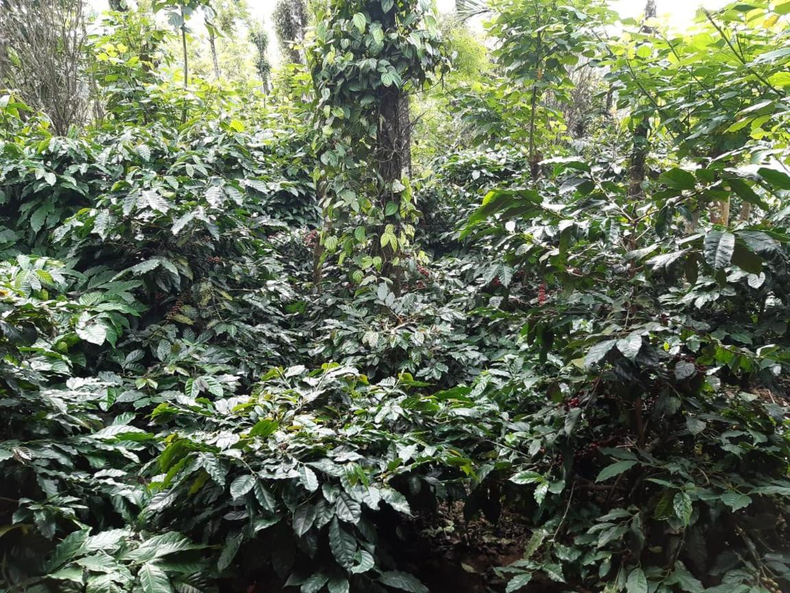 Athena Homestay Somvārpet المظهر الخارجي الصورة
